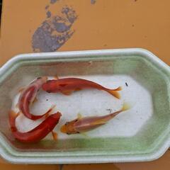 金魚　稚魚の画像