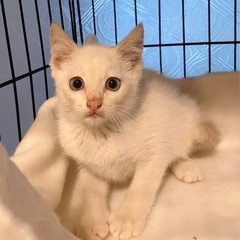 バニラちゃんかわいいイケメンくん (パレット2) 舞子の猫の里親