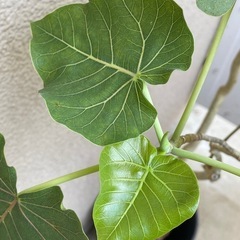 観葉植物　フィカス　ペティオラリスの画像