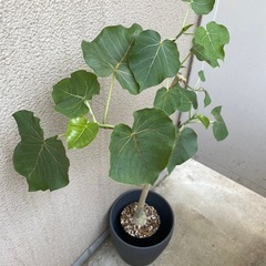 観葉植物　フィカス　ペティオラリス