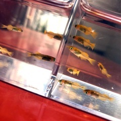 極上💐竜章鳳姿メダカ.針子稚魚=１４.匹の画像