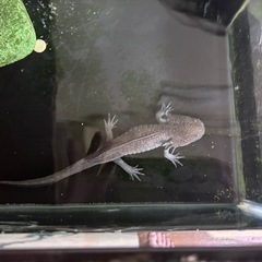 ウーパールーパー　成体
の画像