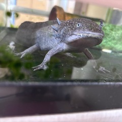 ウーパールーパー　成体
の画像