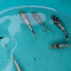 極上レックウザメダカ1ペアの画像