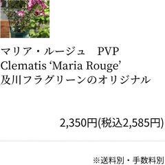 【交渉中】クレマチス　マリア・ルージュの画像