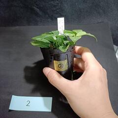 【水槽関連】アヌビアス　ジェイド②の画像