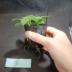 【水槽関連】アヌビアス　ジェイド②の画像