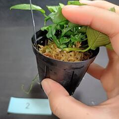 【水槽関連】アヌビアス　ジェイド②の画像