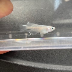 メダカサバスの画像