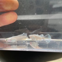メダカサバスの画像