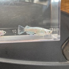 メダカサバスの画像