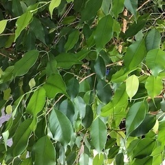 【取引中】観葉植物　ベンジャミンの画像