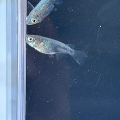 メダカ　レックウザ　若魚　2ペアの画像