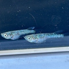 メダカ　レックウザ　若魚　2ペアの画像