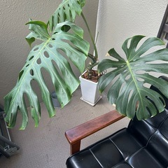 巨大モンステラ
　幹立ち　陶器鉢　の画像