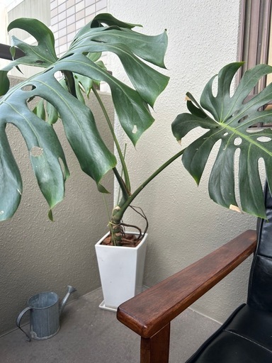 大きくて立派なモンステラ 　幹立ち　陶器鉢