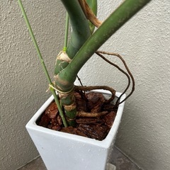巨大モンステラ
　幹立ち　陶器鉢　の画像