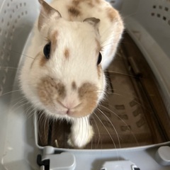 動物アレルギーのためうさぎの里親募集！