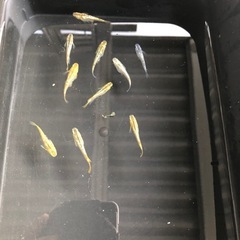 🟥ラメ王メダカ若魚1匹
の画像