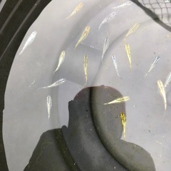 🟥ラメ王メダカ若魚1匹
の画像