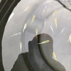 🟥ラメ王メダカ若魚1匹
の画像