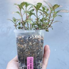 A89 観葉植物 フィットニアの画像