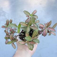 A89 観葉植物 フィットニアの画像