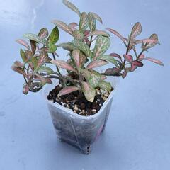 A89 観葉植物 フィットニアの画像