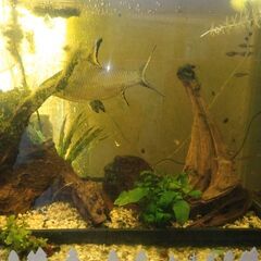 どでかいシルバーシャークはいかがの画像