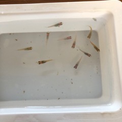 ダルマめだかNo.3🐟稚魚　10匹の画像