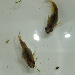 ダルマめだかNo.3🐟稚魚　10匹の画像