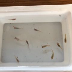 ダルマめだかNo.3🐟稚魚　10匹の画像