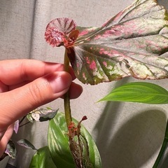 ベゴニア　キャンディストライプ　観葉植物の画像