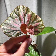 ベゴニア　キャンディストライプ　観葉植物の画像