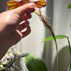 ベゴニア　キャンディストライプ　観葉植物の画像