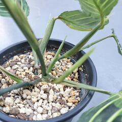 A90 観葉植物 マランタ レモンライムの画像