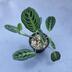 ランキングキーワードに紐づく投稿画像-観葉植物