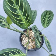 A90 観葉植物 マランタ レモンライムの画像