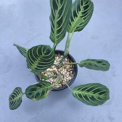 A90 観葉植物 マランタ レモンライムの画像