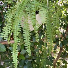 ネフロレピス・ボストンファーン（ボストンタマシダ）観葉植物の画像