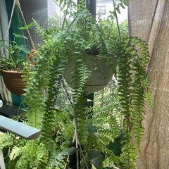 ネフロレピス・ボストンファーン（ボストンタマシダ）観葉植物の画像