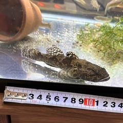 ドンコ中サイズ‼️川魚の画像