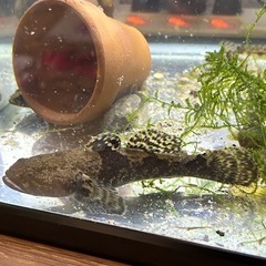 ドンコ中サイズ‼️川魚の画像