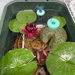 睡蓮の画像
