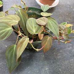 フィロデンドロン・ミカンス（ヒメビロードカズラ）観葉植物の画像