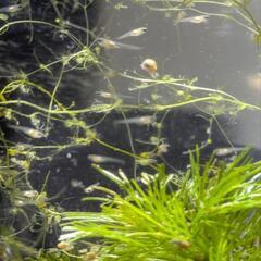 メダカ稚魚の画像