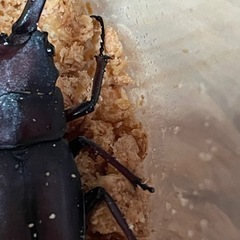 ノコギリクワガタ3匹wdの画像