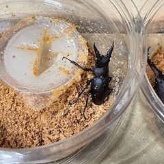 ノコギリクワガタ3匹wdの画像