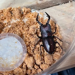 ノコギリクワガタ3匹wdの画像