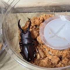 ノコギリクワガタ3匹wdの画像